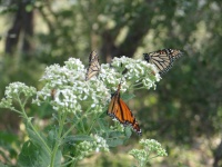 20100206 556.JPG